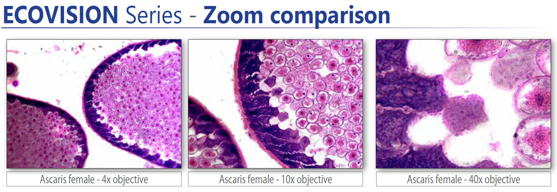 Ecovision Comparison 01 OPTIKAMICROSCOPES